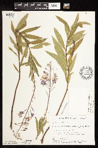 Chamaenerion angustifolium subsp. circumvagum image