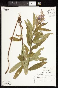 Chamaenerion angustifolium subsp. circumvagum image