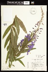 Chamaenerion angustifolium subsp. circumvagum image