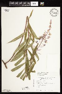 Chamaenerion angustifolium subsp. circumvagum image