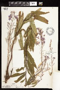 Chamaenerion angustifolium subsp. circumvagum image