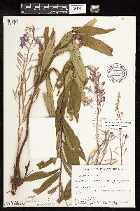 Chamaenerion angustifolium subsp. circumvagum image