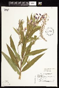 Chamaenerion angustifolium subsp. circumvagum image