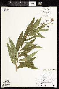 Chamaenerion angustifolium subsp. circumvagum image