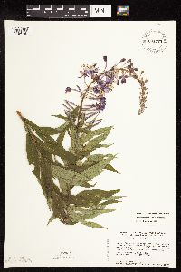Chamaenerion angustifolium subsp. circumvagum image