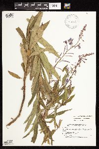 Chamaenerion angustifolium subsp. circumvagum image