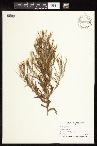 Epilobium coloratum image