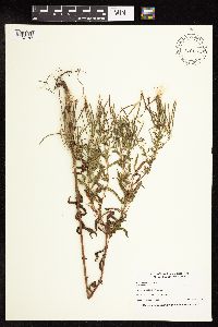 Epilobium coloratum image
