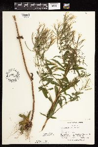 Epilobium coloratum image