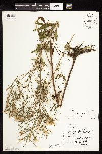 Epilobium coloratum image