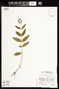 Epilobium coloratum image