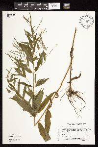 Epilobium coloratum image