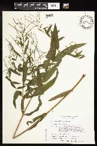 Epilobium coloratum image