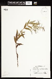 Epilobium coloratum image