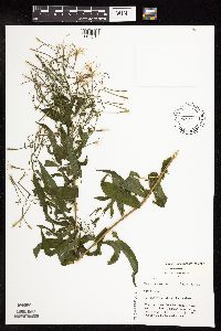 Epilobium coloratum image