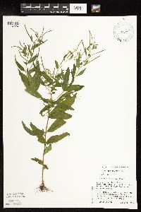Epilobium coloratum image