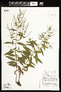 Epilobium coloratum image