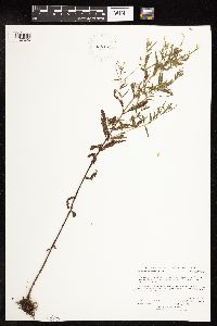 Epilobium coloratum image