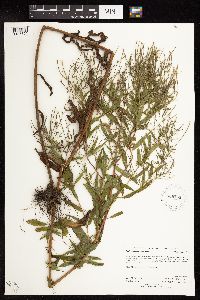 Epilobium coloratum image