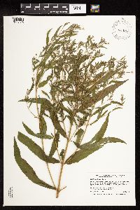 Epilobium coloratum image