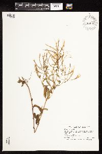 Epilobium coloratum image