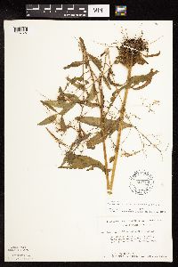 Epilobium coloratum image