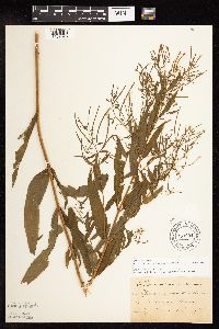 Epilobium coloratum image