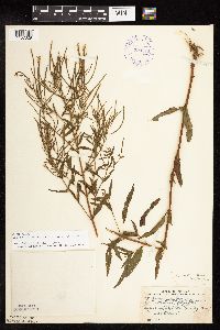 Epilobium coloratum image
