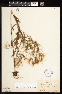 Epilobium coloratum image