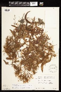 Epilobium coloratum image
