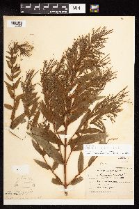 Epilobium coloratum image