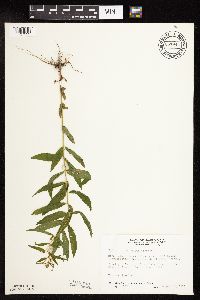 Epilobium coloratum image