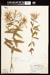 Epilobium coloratum image