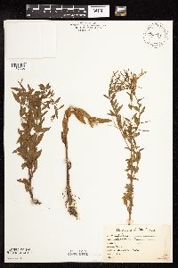 Epilobium coloratum image