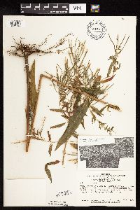 Epilobium coloratum image