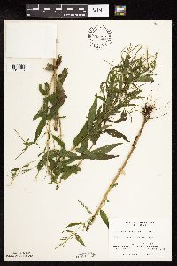 Epilobium coloratum image