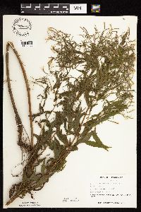 Epilobium coloratum image