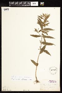 Epilobium coloratum image