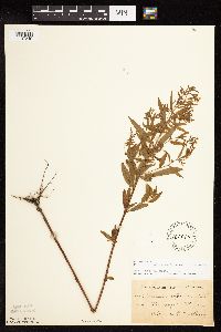 Epilobium coloratum image