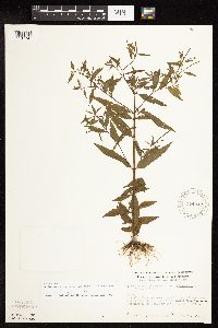 Epilobium coloratum image