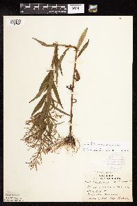 Epilobium coloratum image