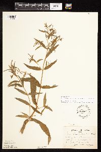 Epilobium coloratum image