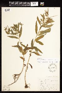 Epilobium coloratum image