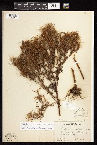 Epilobium coloratum image