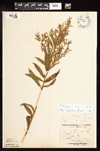 Epilobium coloratum image