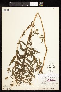 Epilobium coloratum image