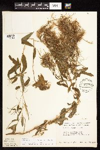 Epilobium coloratum image
