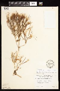 Epilobium coloratum image