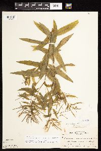 Epilobium coloratum image