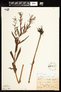 Epilobium coloratum image